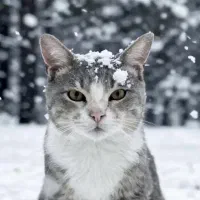 گربه‌گمشده|حیوانات|لاهیجان, شهرک جانبازان|دیوار