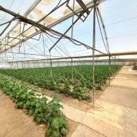 گلخانه فعال با اقامتگاه،امکانات کامل نزدیک پایتخت|فروش دفتر صنعتی، کشاورزی، تجاری|باغستان, |دیوار