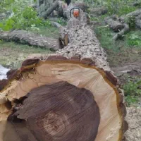 خریدوفروش انواع چوب درختان مجاز|خدمات باغبانی و درختکاری|الشتر, |دیوار