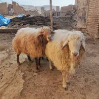 قوچ و بره قوچ همو و هترو