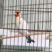 سهره کرم اروپایی نر درجه یک...