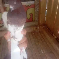 کبوتر|پرنده|باغ بهادران, |دیوار