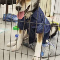 سگ (هاسکی میکس)|سگ|بوشهر, |دیوار