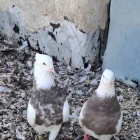 کبوتر طوقی کله ای سینه ای سبز آبادانی