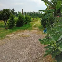 زمین-180-متری-فروش-فوری