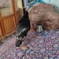 بوغلمون محلی و ماشینی زیر قیمت|حیوانات مزرعه|آستانه اشرفیه, |دیوار