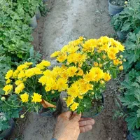 داوودی|گل و گیاه طبیعی|تهران, مشیریه|دیوار