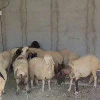 میش آبستن جوان|حیوانات مزرعه|شیراز, بید زرد|دیوار
