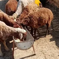 یک عدد بره ماده چاق کشتاری نظری سالم