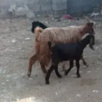 بز زاییده|حیوانات مزرعه|بهبهان, |دیوار