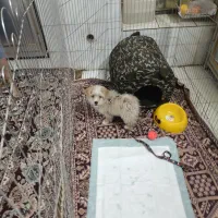 توله سگ شیتزو سه ماهه