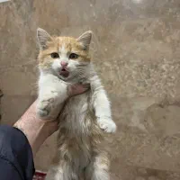 واگذاری گربه