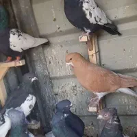 بهبودی دوتا شهری