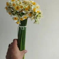 نرگس درجه ۱