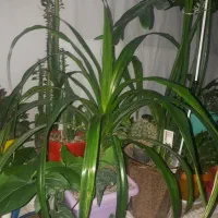 اکواریم|گل و گیاه طبیعی|گلبهار, شهر جدید گلبهار|دیوار