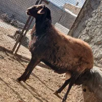 بره نر یکساله چاق مخصوص اصلاح نژاد و قربانی