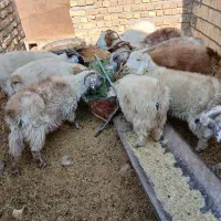 بزوکره|حیوانات مزرعه|رفسنجان, |دیوار