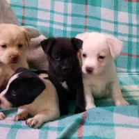 سگ پاکوتاه|سگ|راور, |دیوار