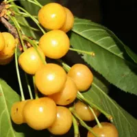 نهال گیلاس زرد اورمیه لیبل دار پیشفروش|خدمات باغبانی و درختکاری|بستان آباد, |دیوار