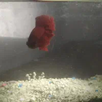 ماهی فایتر نر و ماده|ماهی|مشهد, رضاشهر|دیوار