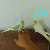 عروس هلندی مولد