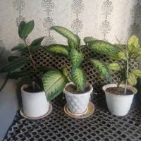 کلکسیون گل طبیعی با قیمت مناسب