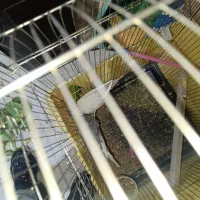 یک جفت عروس هلندی آلبینو مولد