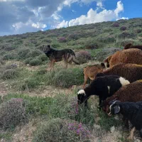 سگ گله