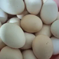 تخم مرغ محلی