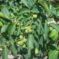 فروش انواع نهال بادام و گردو دیرگل|خدمات باغبانی و درختکاری|تربت‌حیدریه, قائم|دیوار