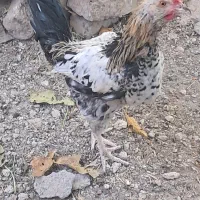 خروس گلین|پرنده|شازند, |دیوار