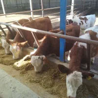 گوساله نر سیمنتال درجه یک