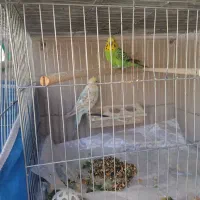 مرغ عشق|پرنده|مرودشت, پشت سایپا‎|دیوار