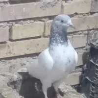 کبوتر پرشی 1روز پرش|پرنده|خرمشهر, |دیوار