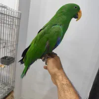 طوطی اکلکتوس