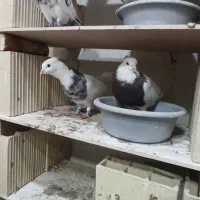 طوقی پاک شرط۲۵۰۰|پرنده|قشم, |دیوار