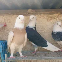 حیوون ساوه هستم عالی درجه یک ضمانتی هوایی....|پرنده|رباطکریم, رباطکریم|دیوار