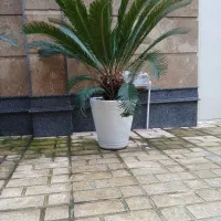 گل و گلدن سیکاس