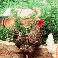 فروش خروس چاق کاکلی