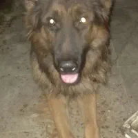 سگ ژرمن شپرد اصل