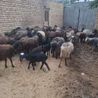 میش بره دار درشت