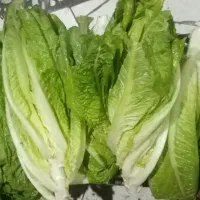 کاهو تازه چین و ترد