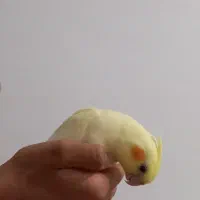 جوجه عروس هلندی|پرنده|دهگلان, |دیوار