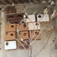 فروش بیست عدد عروس هلندی|پرنده|کازرون, |دیوار