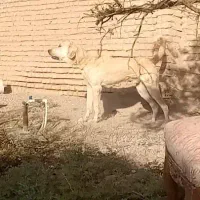 سگ پژدرنروماده|سگ|ایوانکی, |دیوار