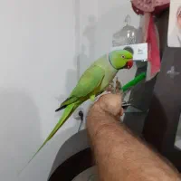 طوطی ملنگو سخنگو رام با قفس تمام لوازم|پرنده|رشت, جانبازان|دیوار