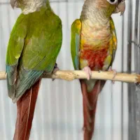 دو جفت مولد جوجه داده