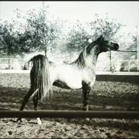 تعلیم و سواری اسب صفر تا صد