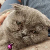 گربه اسکاتیش فولد ماده|گربه|تهران, گلستان (شهرک راه آهن)|دیوار