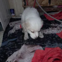 توله سگ ماده پاکوتاه ۴ ماهه با شناسنامه|سگ|کرج, برغان|دیوار